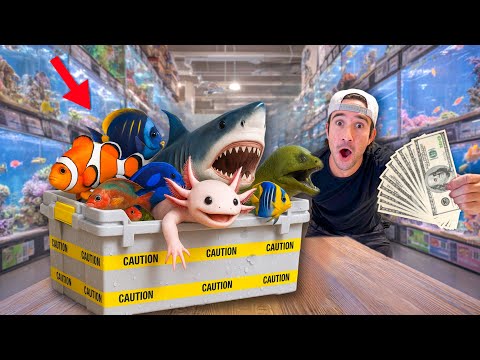 I Bought Fish With No Budget...