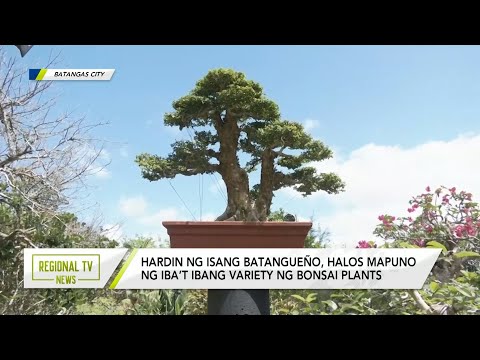 Regional TV News: Bonsai plants