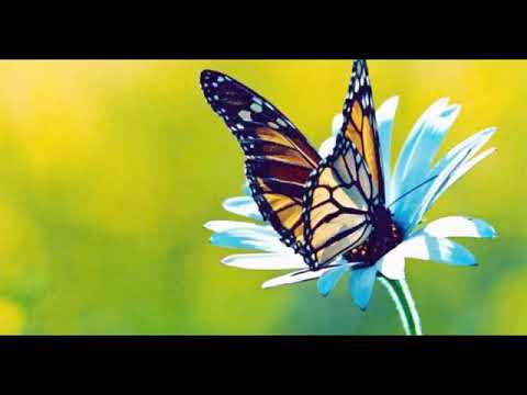 Ioana Severa - Hai lupta, mergi inainte