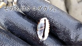 【ビーチコーミング / 貝殻拾い】その名はクロダカラ #2