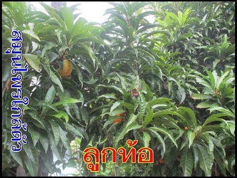 สิ่งที่เป็นพรูค้อน ความดันโลหิตสูงและความอ่อนแอ