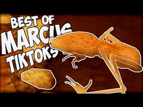 All Marcus TikToks in 2025