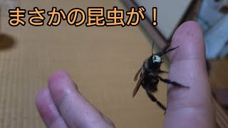 昆虫探しをしていたら外来種のハチを見つけました！【タイワンタケクマバチ】