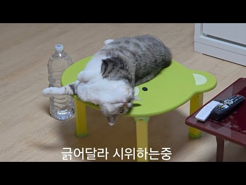 긁어달라 시위하는중