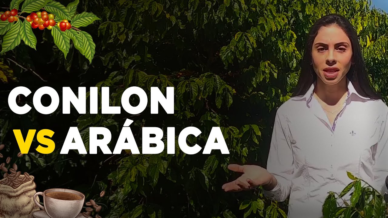PRINCIPAIS DIFERENÇAS ENTRE O CAFÉ CONILON E O CAFÉ ARÁBICA