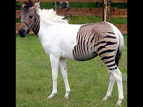 Top 10 Strange Weird Rarest Unusual Fascinating Hybrid Animals || List Of Hybrid Animals [HD VIDEO]