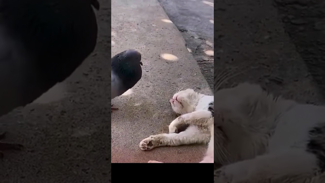 【銀狼伝説…続】#ねこ #猫 #ネコ #鳩 #ハト #はと #cat #師匠 #銀狼伝説 #アフレコ #芸人 #shorts #comedy