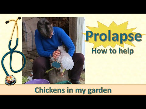 , title : 'Prolapse! How to help your hen with prolapsed oviduct'