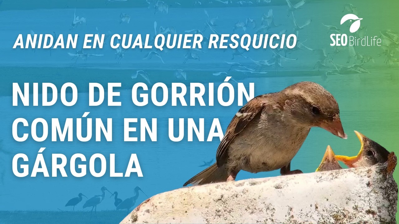 ¡NIDO DE GORRIONES EN UNA GÁRGOLA! 🐣🚿·  Marisma del Parque Nacional de Doñana, Andalucía, España