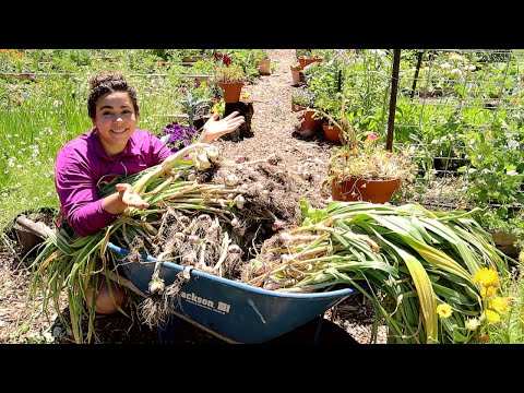 Largest Garlic Harvest EVER!! Do what brings you JOY!