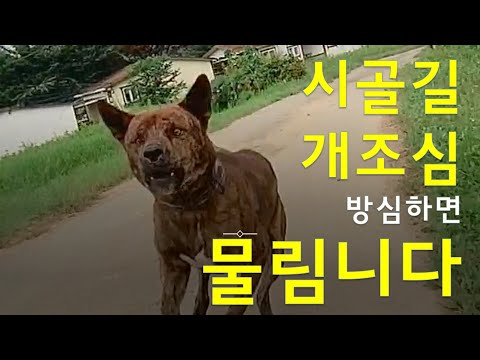 # 진짜 무서운 시골 개 조심  !!   | 오토바이 탔으니까 망정이지...