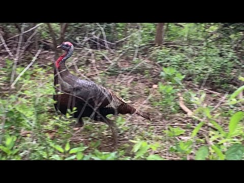 Wild Turkeys, Whitetail Deer, and Animal Tracks!