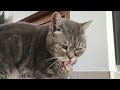 Cat Dips Paw In Bowl To Drink Water 8K