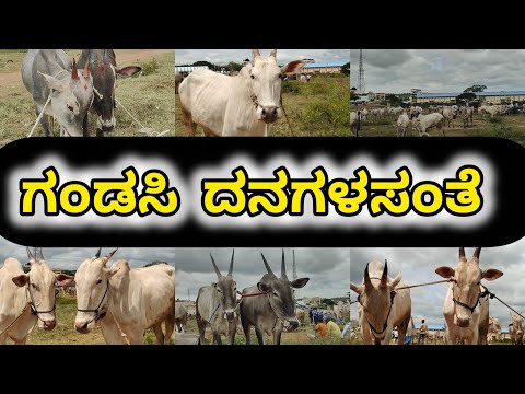 ಗಂಡಸಿ ದನಗಳ ಸಂತೆ | cattle market at Gandasi | Hallikarcows