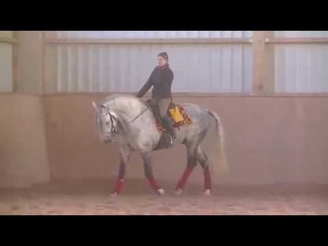 PRE Stallion ZEUS for Sale