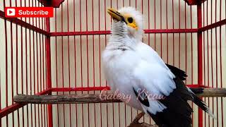 Download lagu suara Pancingan Jalak Putih biar gacor full isian 100% ampuh dan jitu bikin bunyi semua burung jalak mp3