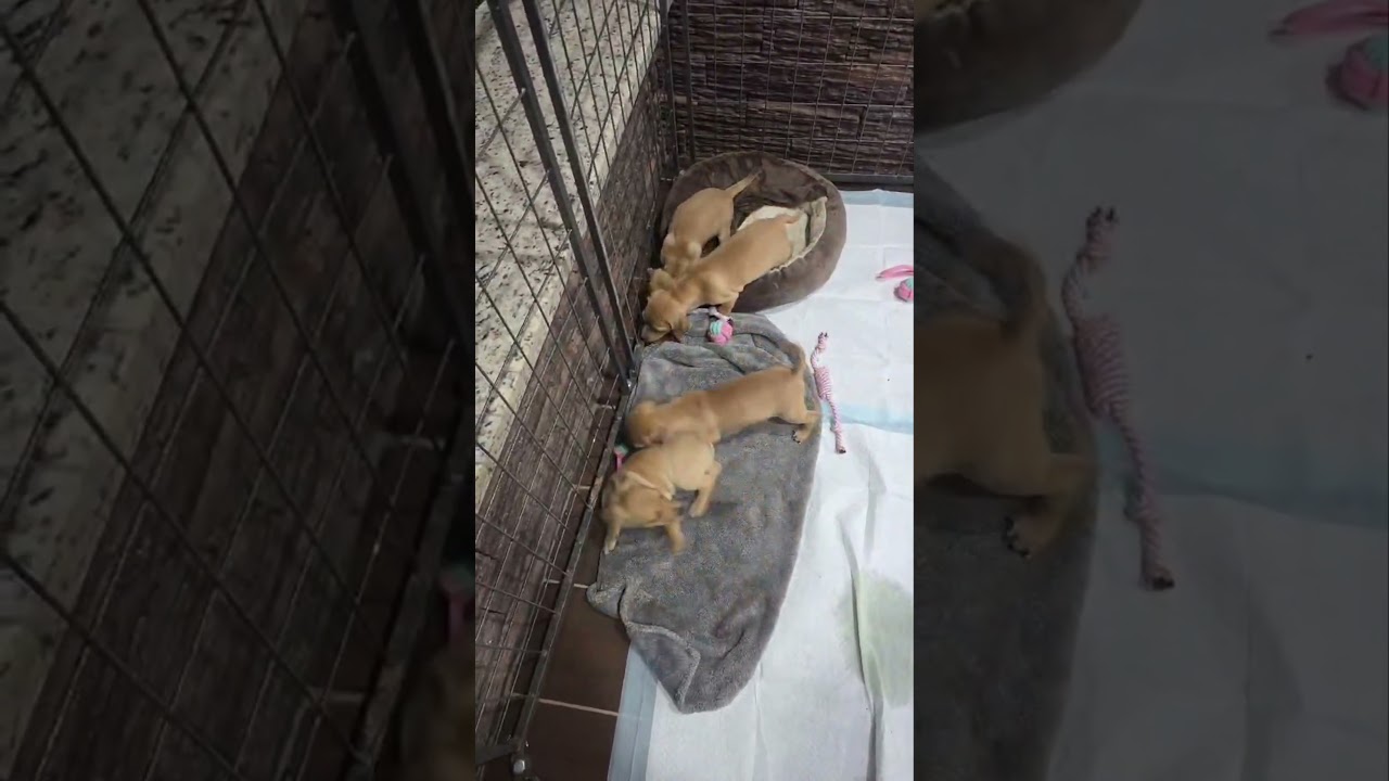 Chance, a Adoptable mixed breed in Akron, OH video 3/6