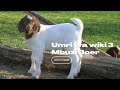 PURE BOER KIDDING IN TANZANIA WATOTO WA BOER GOAT WALIOZALIWA TANZANIA