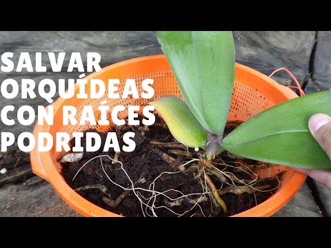 , title : 'Salvar Orquídeas con raíces podridas #1: Salvar la Orquídea || Orquiplanet'