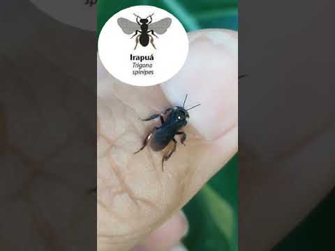 Diferença, Arapuá e mandaguari preta #asf #abelhas #meliponicultura