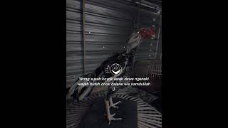 Download lagu Story wa ayam jago #viral #katakatabijak #shorts #story mp3