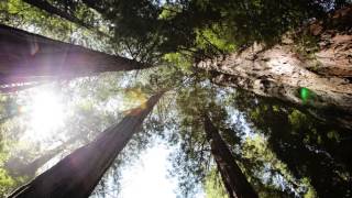 Kiss The Grass - The Paper Kites + Lyrics!