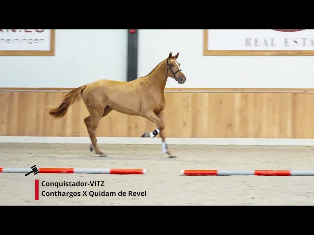 Conquistador-VITZ
