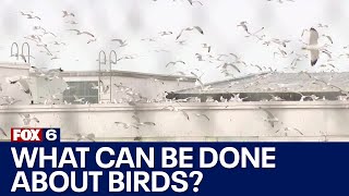Milwaukee bird problem, animal control professional explains | FOX6 News Milwaukee
