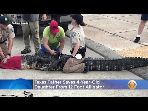 Babai hero, shkon pranë aligatorit të shpëtojë vajzën e vogël pa menduar për jetën e vet