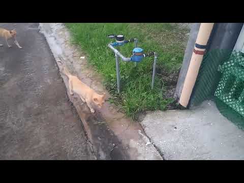 180809 FEMALE BLACK CAT GETS CHASED BY 6 MALES