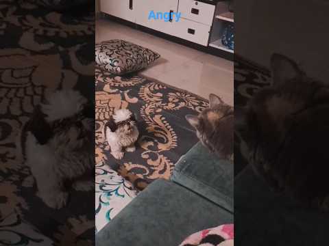 Zuni is asking Daisy to play but Daisy is not going #animals #pets #dog #zuni #daisy #shitzu