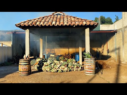 Descubra como fazer mezcal espadín em oaxaca
