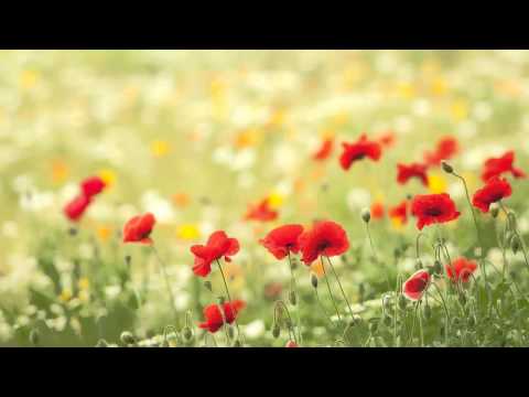 OST Spring Waltz - One Love - Loveholic (러브홀릭)
