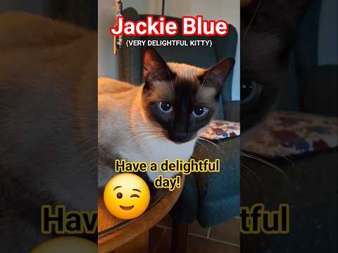 HOW DELIGHTFUL IS JACKIE? 😉 #cat #kitten #meow