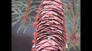 My Evergreen - Squirrel Nut Zippers - Goodale Park