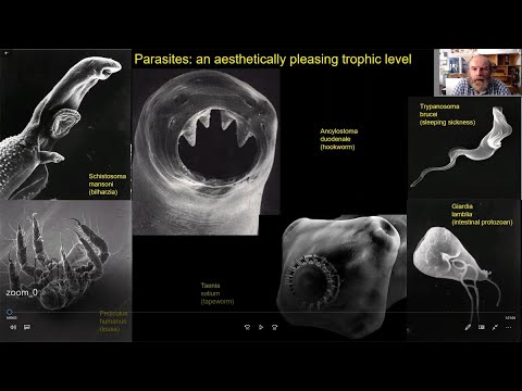 Novotny Community Ecology Lectures: 01 Parasitism
