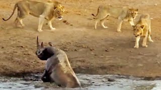3 Lions Attack Black Rhino That&#39;s Stuck in Mud