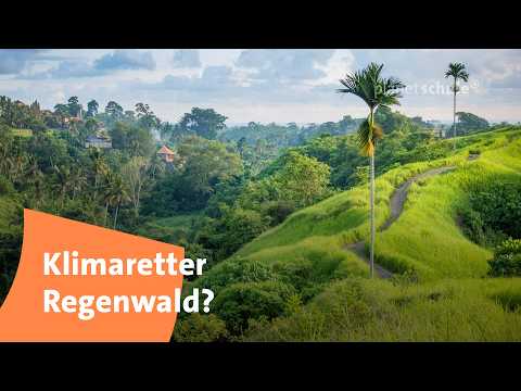 Regenwald: Darum ist er so wichtig! 🌳 | Spickzettel | planet schule | ARD