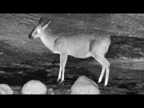 Djuma: Grey Common Duiker Female - 22:15 - 07/19/18