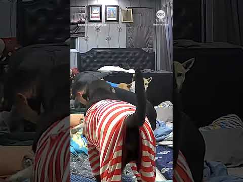 Dog owner aids pet having apparent seizure in middle of the night