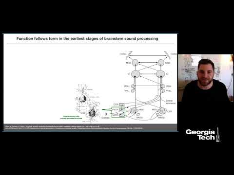 Neural coding of sound in the ascending and descending auditory pathways