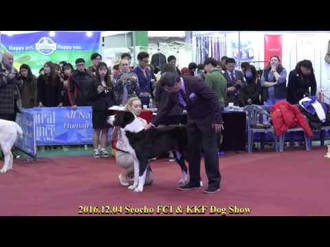 2016.12.04 Seocho FCI & KKF Dog Show(Central Asian Ovtcharka)