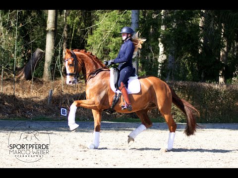 Juniorenpferd Wallach