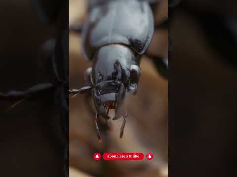 Mehr Insekten in 7 Tagen – ohne irgendwas zu kaufen (5 Schritte) - Gartenexpedition #shorts