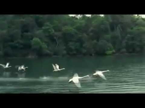 To Be By Your Side - Nick Cave , Bruno Coulais