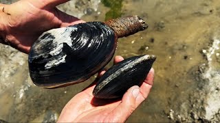 Catch, Clean &amp; Cook CA Clams + Fire Maple Saturn Stove