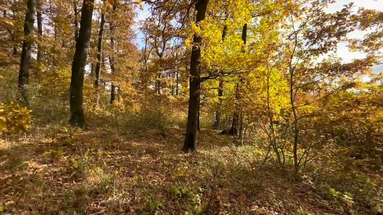 Eladó Erdő, Berkenye 70000 m² 33 M Ft