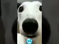 perro temblando del frio