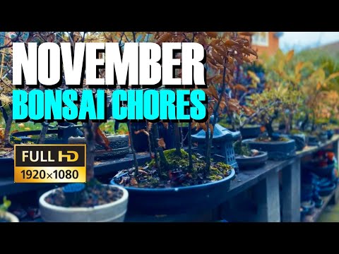 November bonsai chores in The Bonsai Garden