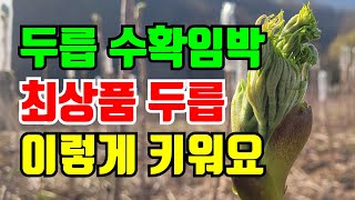 두릅 비닐캡 이런효과기 있어요. 수확앞둔 소풍온 두릅밭